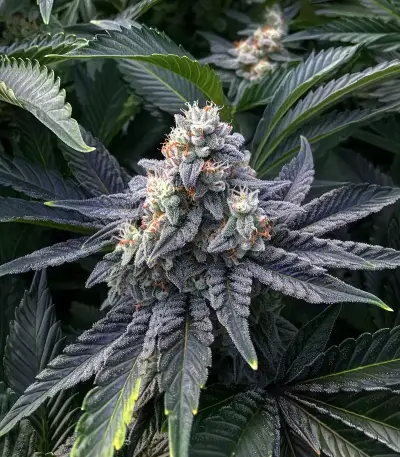 GMO Cookies Seeds