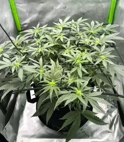Jelly Donutz Seeds (Humboldt Seed Company)