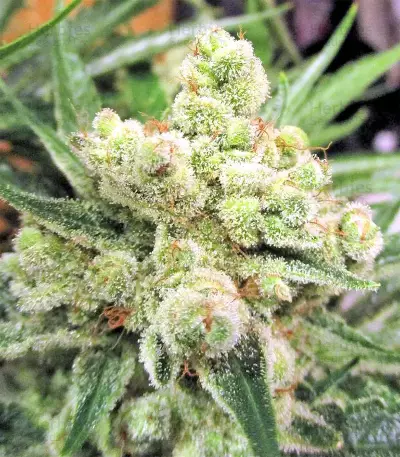 Graines de cannabis Malawi x PCK Regular (Ace Seeds)