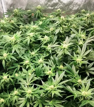 Nikki & Swami’s Taängie Seeds