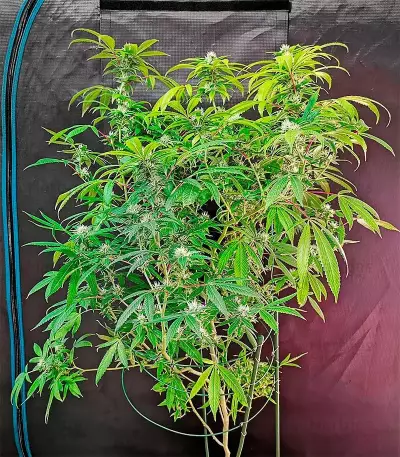 OG Kush Seeds