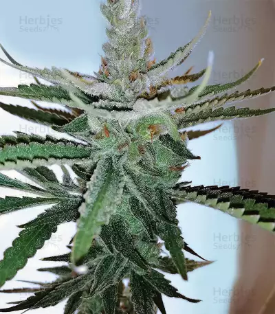 Pineapple Chunk feminized seeds