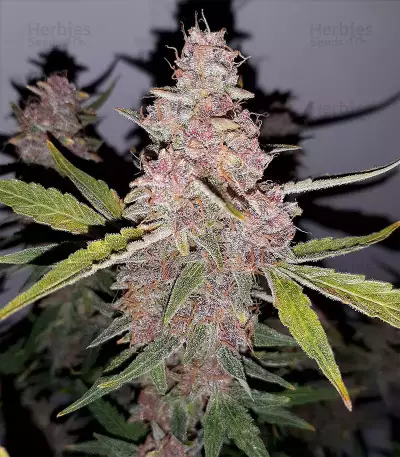 Purple Punch Auto Seeds