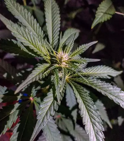 Purple Punch Seeds (Barney's Farm)