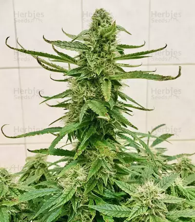 Runtz Auto (Barney's Farm) feminized seeds