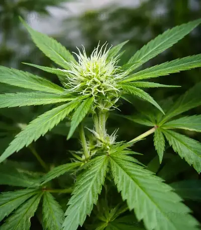 Shamanic Haze feminized seeds