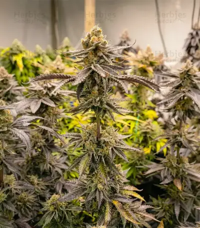 Snoop Dogg OG Seeds