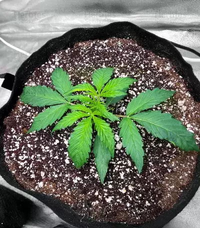 Sour Apple Autoflower Seeds (Humboldt Seed Company)