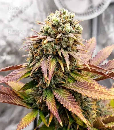 Steve’s Hellfire OG Seeds
