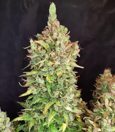 Strawberry Pie Seeds