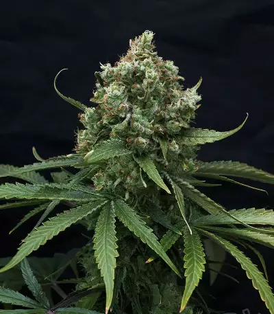 Graines féminisées de Super Lemon Haze (GHS)