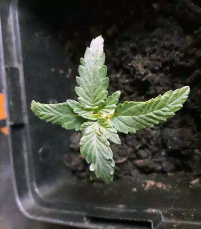 Sweet CBD Seeds