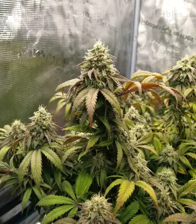 The Magician feminized seeds