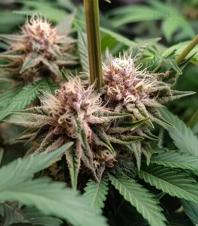 Tropicana Cherry Seeds