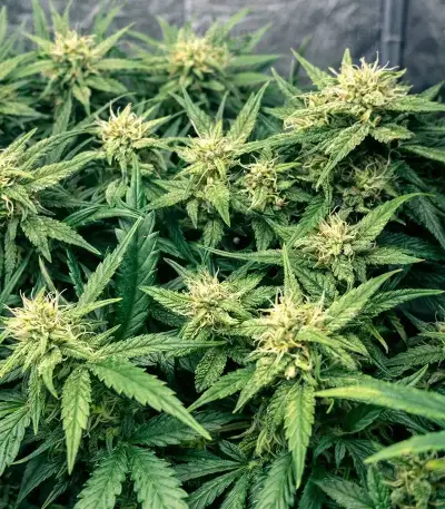 Tropicana Cookies Auto Seeds