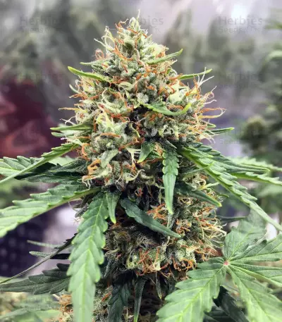 Semi femminizzati Z (Blackskull Seeds)