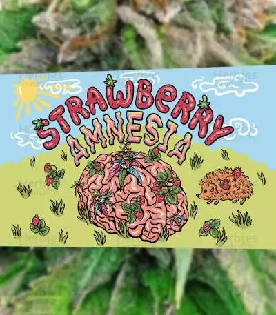 Strawberry Amnesia feminized seeds (Herbies Seedbank)