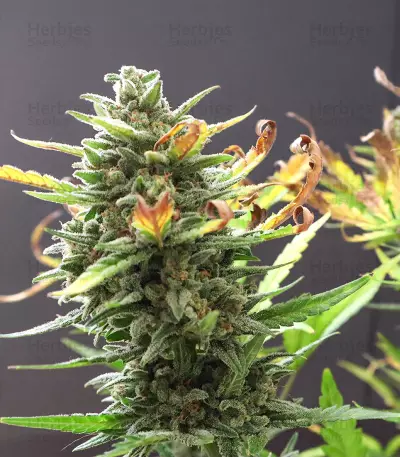 Semi femminizzati originali Trainwreck Auto