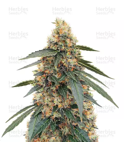 White Widow Fast Version Feminized Seeds (Herbies Seeds Canada)