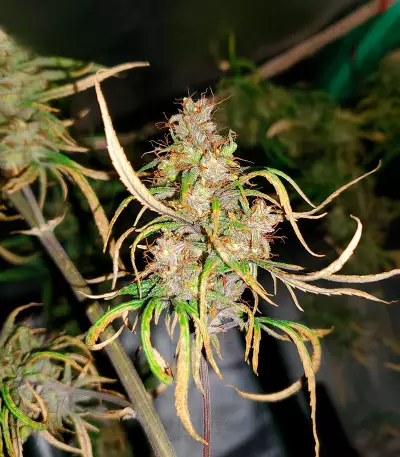 Girl Scout Cookies (Herbies Seeds)