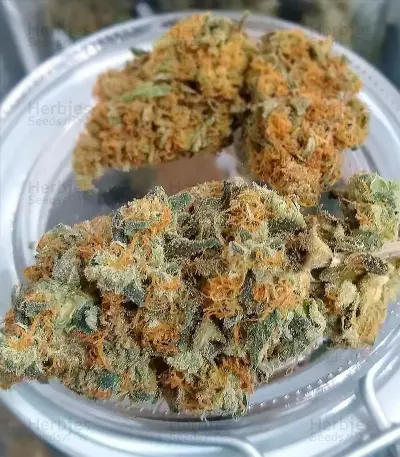 OG Kush