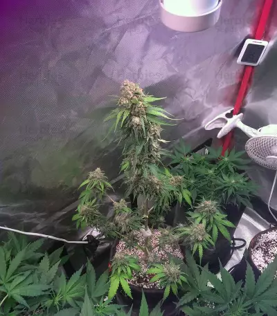 Auto Monster Mass Seeds
