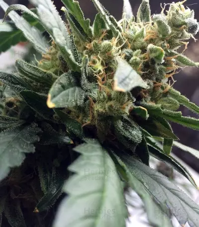 Mexican Airlines Auto (Fast Buds)