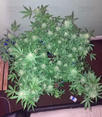 Vanilla Kush (Barney's Farm)