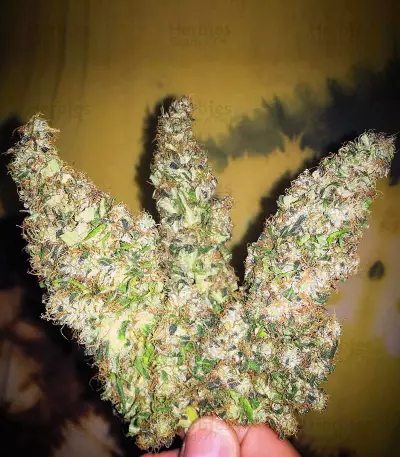 Amnesia Mistery Seeds
