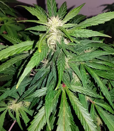 Auto Kaya 47 feminized seeds