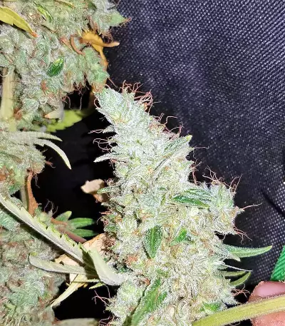 Bangi Haze x Ethiopian Seeds