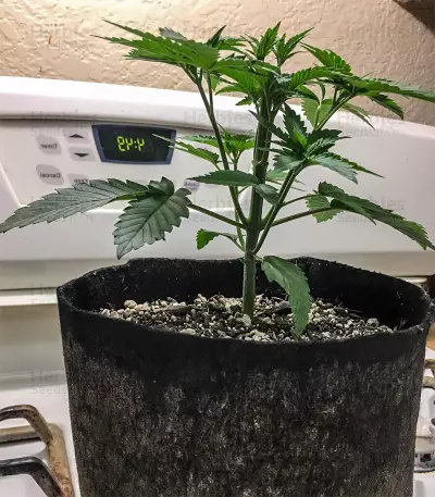 Berry Bomb feminized seeds