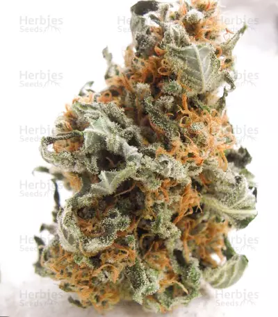 Graines de cannabis Black Jesus OG (Dr Underground)