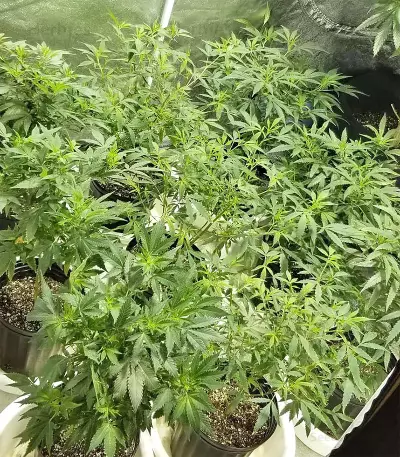 Bruce Banner #3 Seeds (Big Head Seeds)