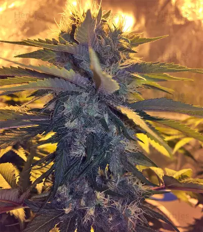 Bubble Bomb feminized seeds