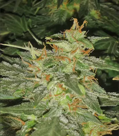 Graines de cannabis Buddha Red Dwarf Auto regular (Buddha Seeds)