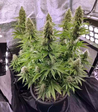 Graines de cannabis CBD Blue Shark (Barney's Farm)