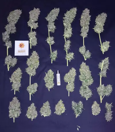 CBD Lemon Potion Auto Seeds