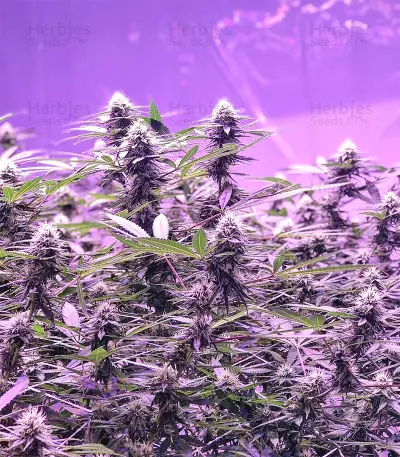 Graines de cannabis Chem Berry D regular (Dark Horse Genetics)