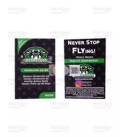 Cinderella99 BX Seeds