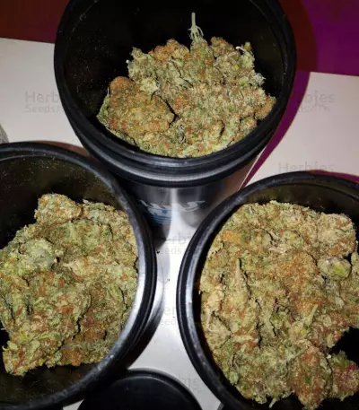 Cluster Bomb Seeds