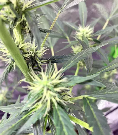 Cookies and Cream Strain