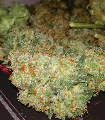 Critical Seeds