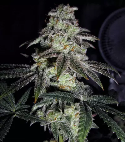 Do-Sweet-Dos feminized seeds
