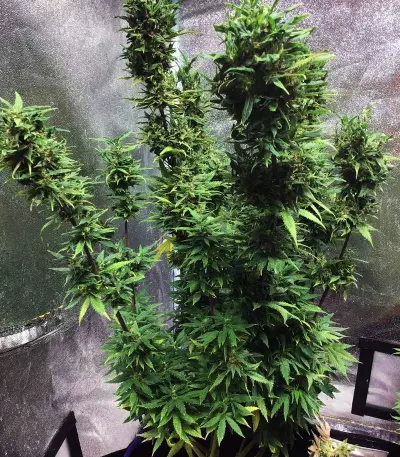 Girl Scout Cookies Seeds (Blimburn Seeds)