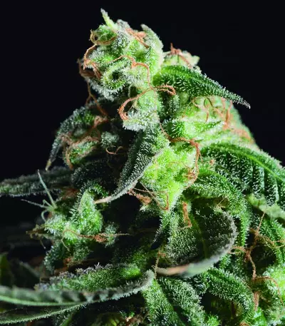Girl Scout Cookies Seeds (Blimburn Seeds)
