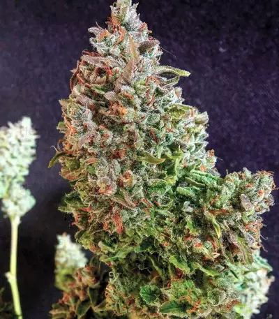 Semillas feminizadas Gorilla Z Auto (Barney’s Farm)