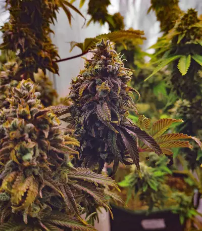 Semi femminizzati Grand Daddy Purp