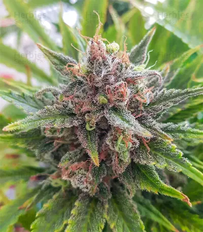 Grapefruit Auto Seeds