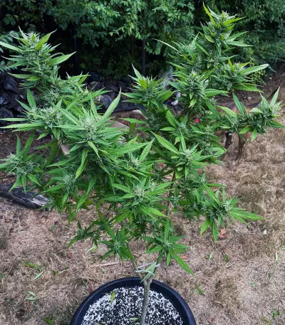 Green Crack Seeds (Cali Connection Seeds)